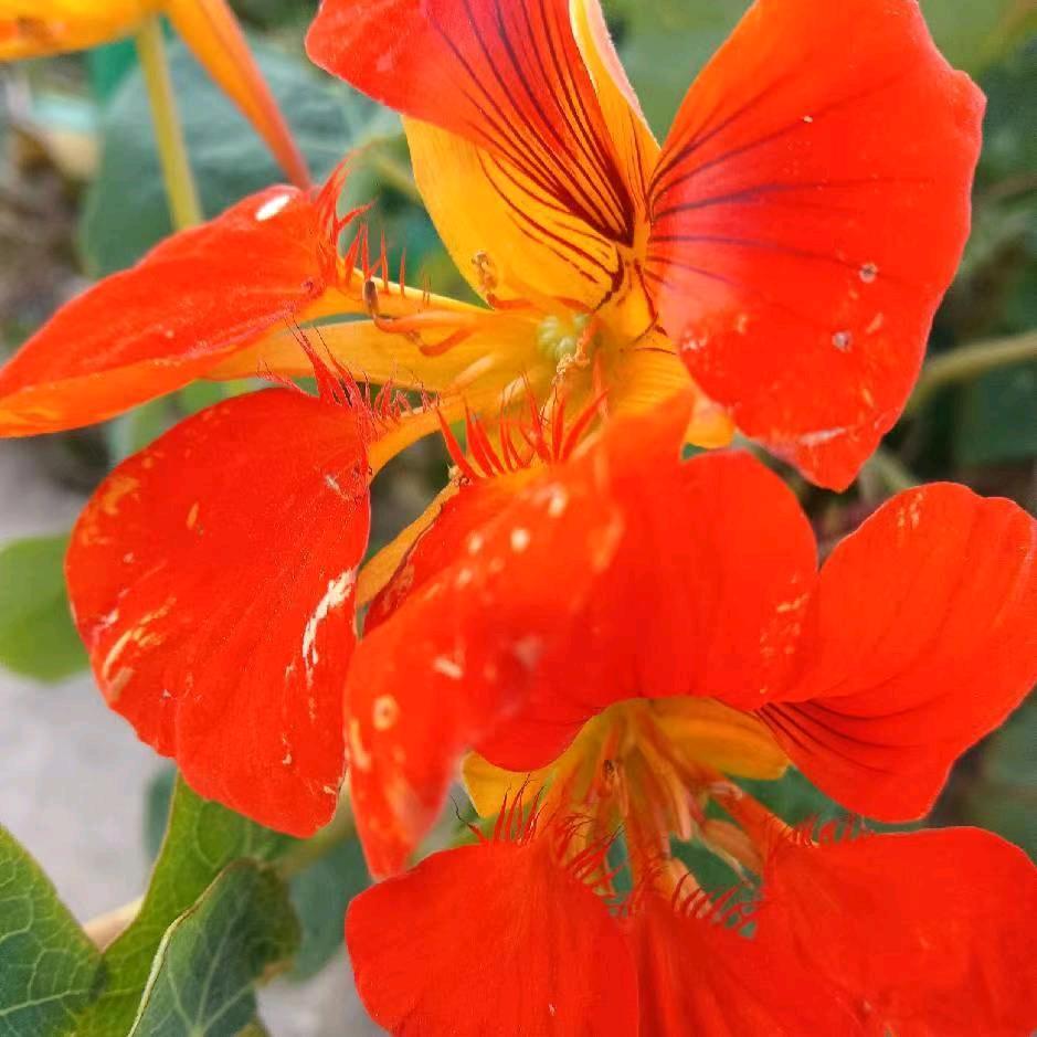 芝芝