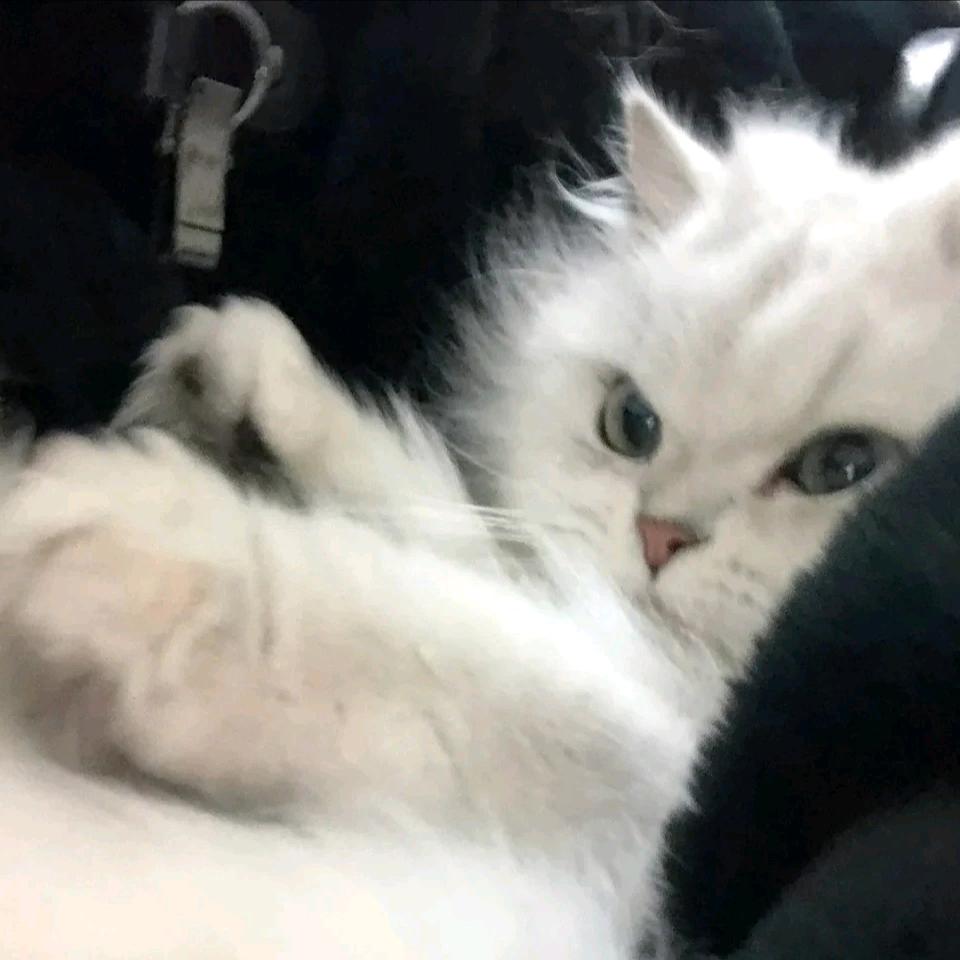 𝗠𝘂𝘀𝗶𝗰-🎼🎶