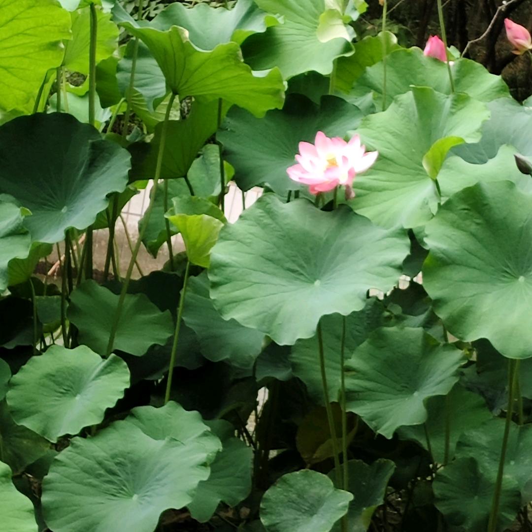 狗尾巴草也会开花🌸