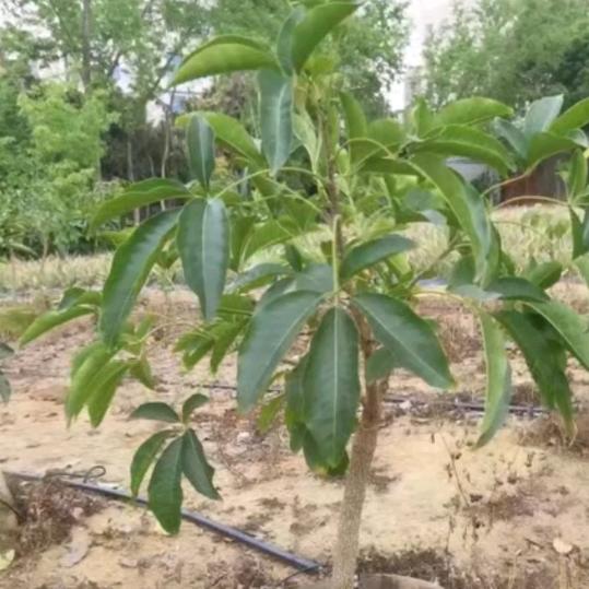 顺风顺水，，，