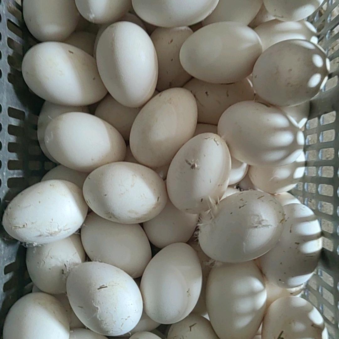 彭冲