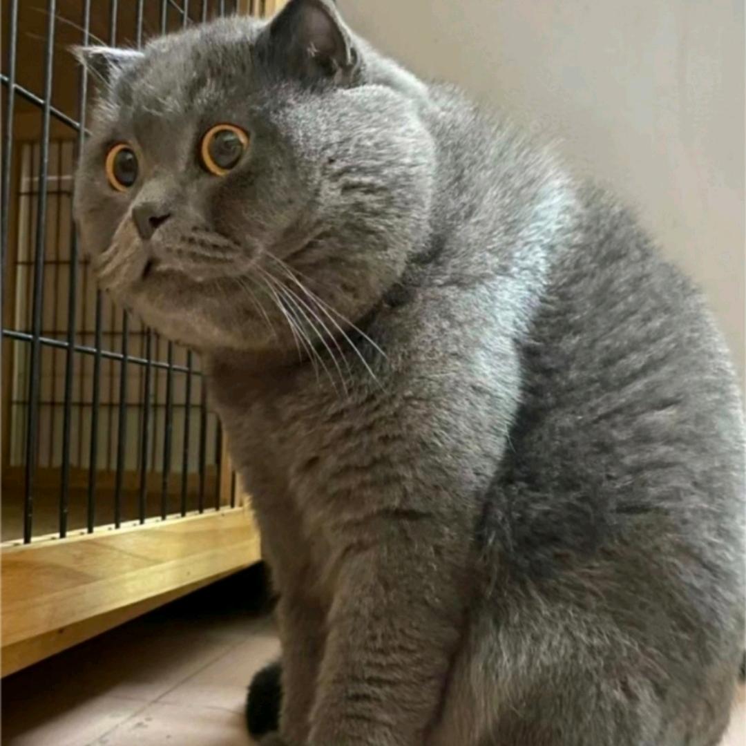 正经入