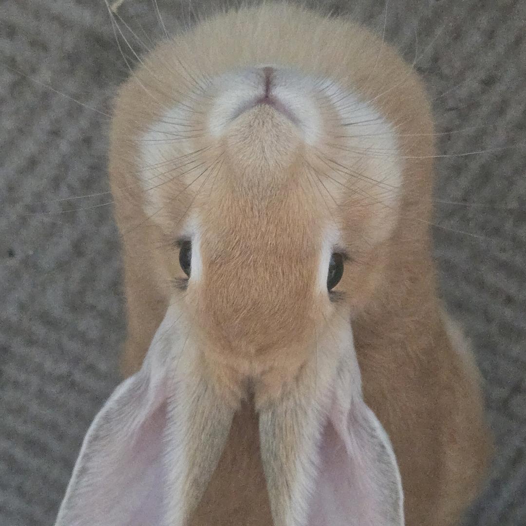 直接拿下不改释