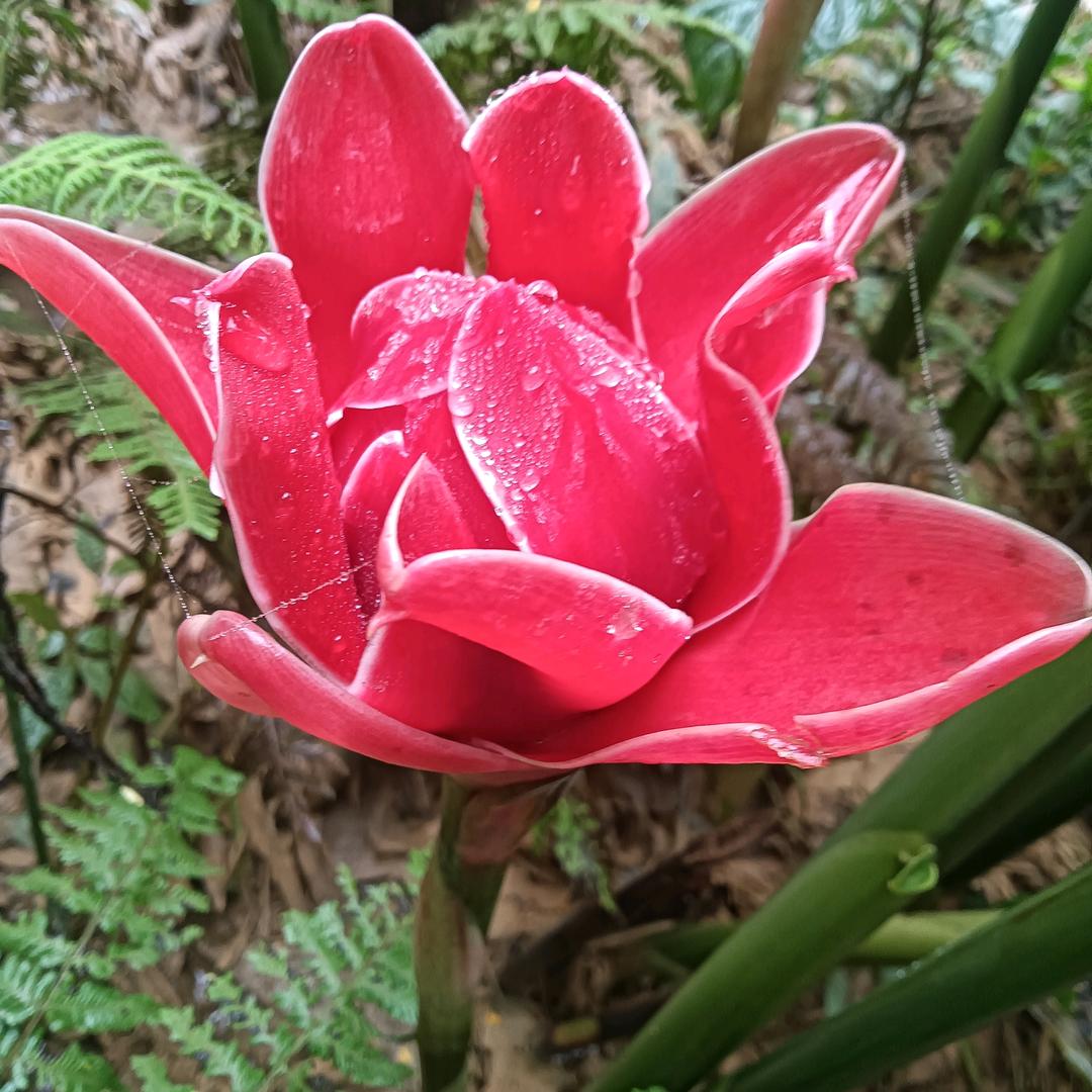 路边小草
