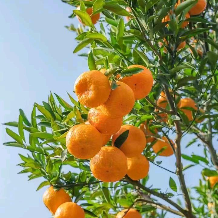 酸酸（努力赚钱中）