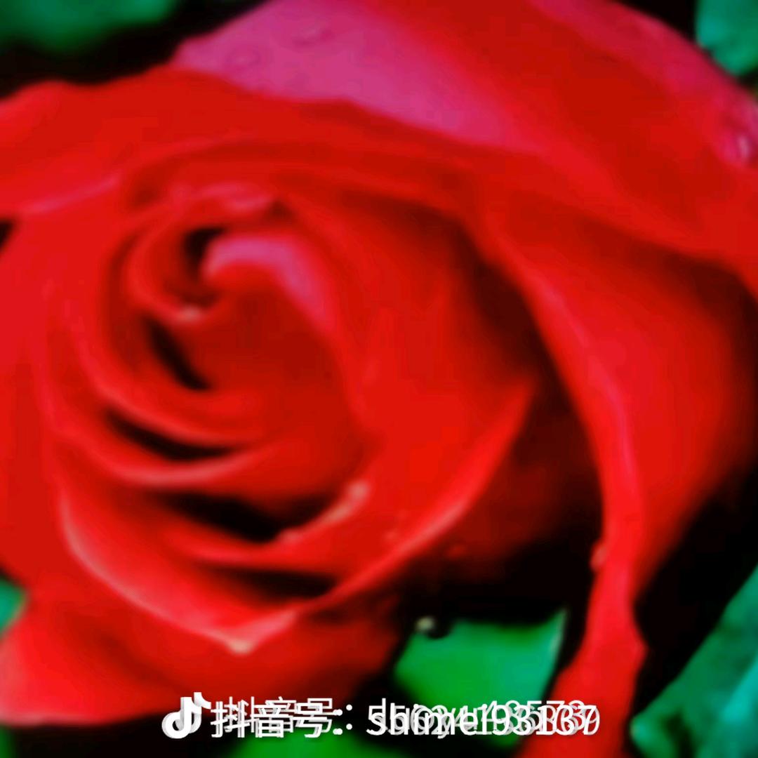 🌹🌹🌹相信自己