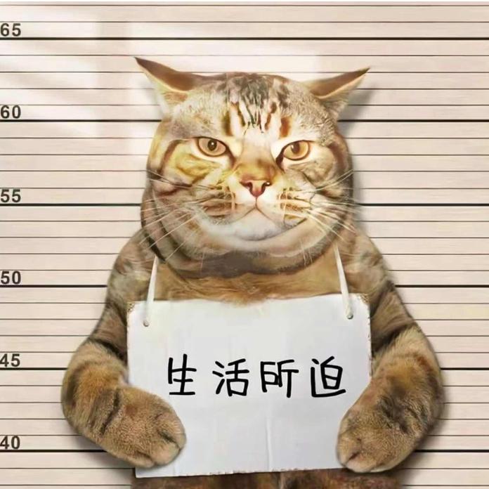 猫猫搞笑
