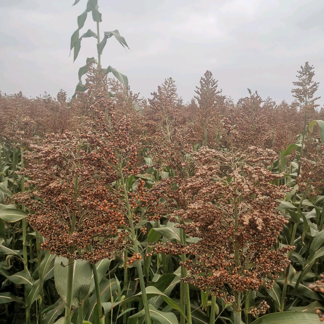 大哥的东西就是好