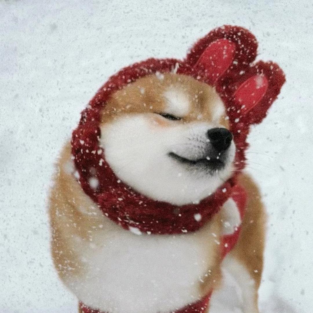 这个世界不可以没有小狗！