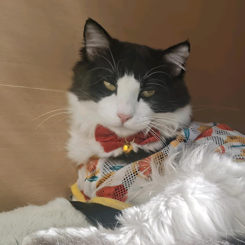 阿迟跑刀(三角洲)