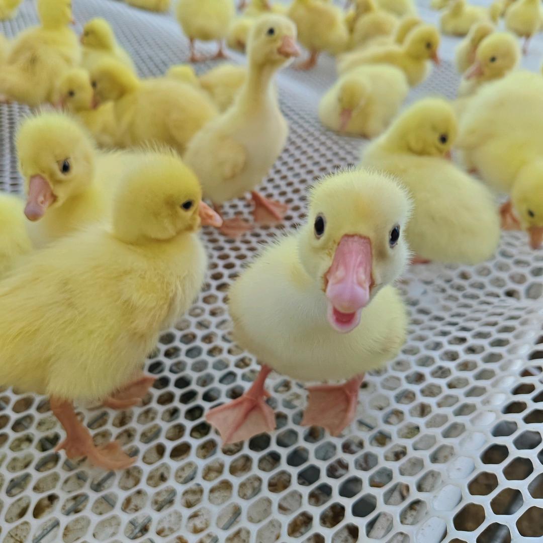 华域牧业养殖基地