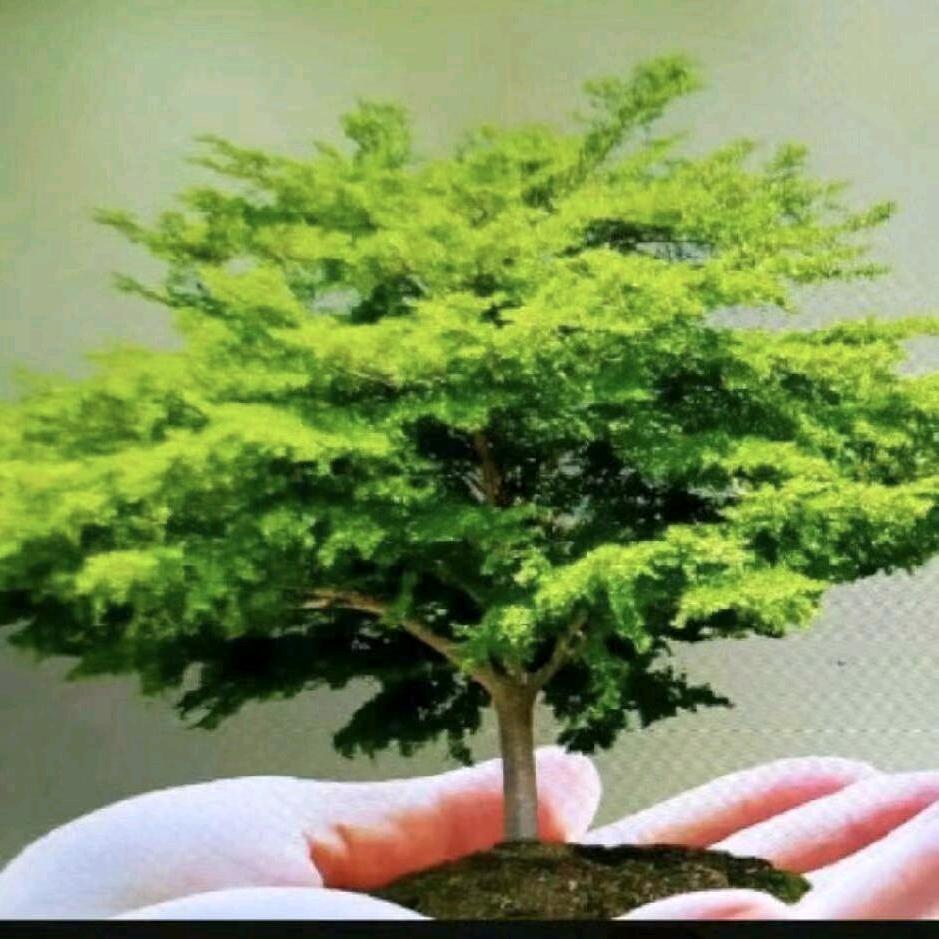 琼