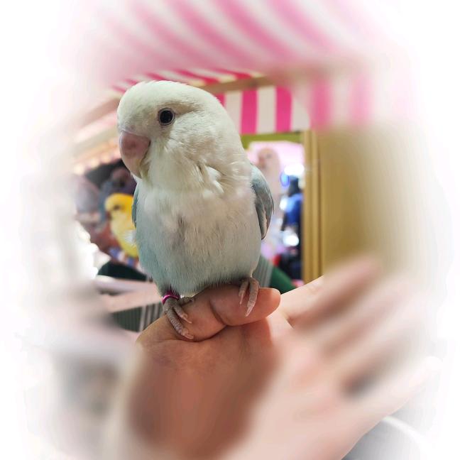 若丶