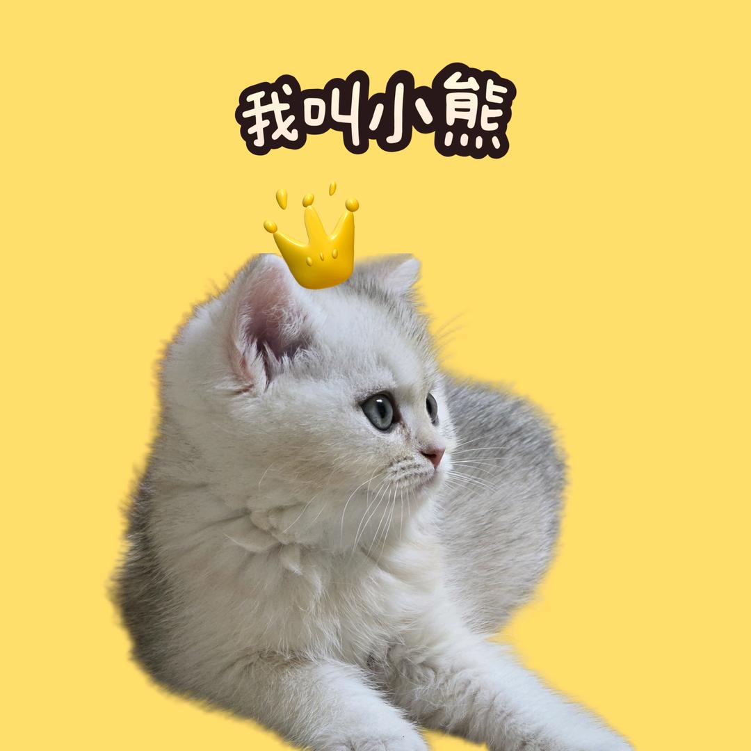小熊最可爱