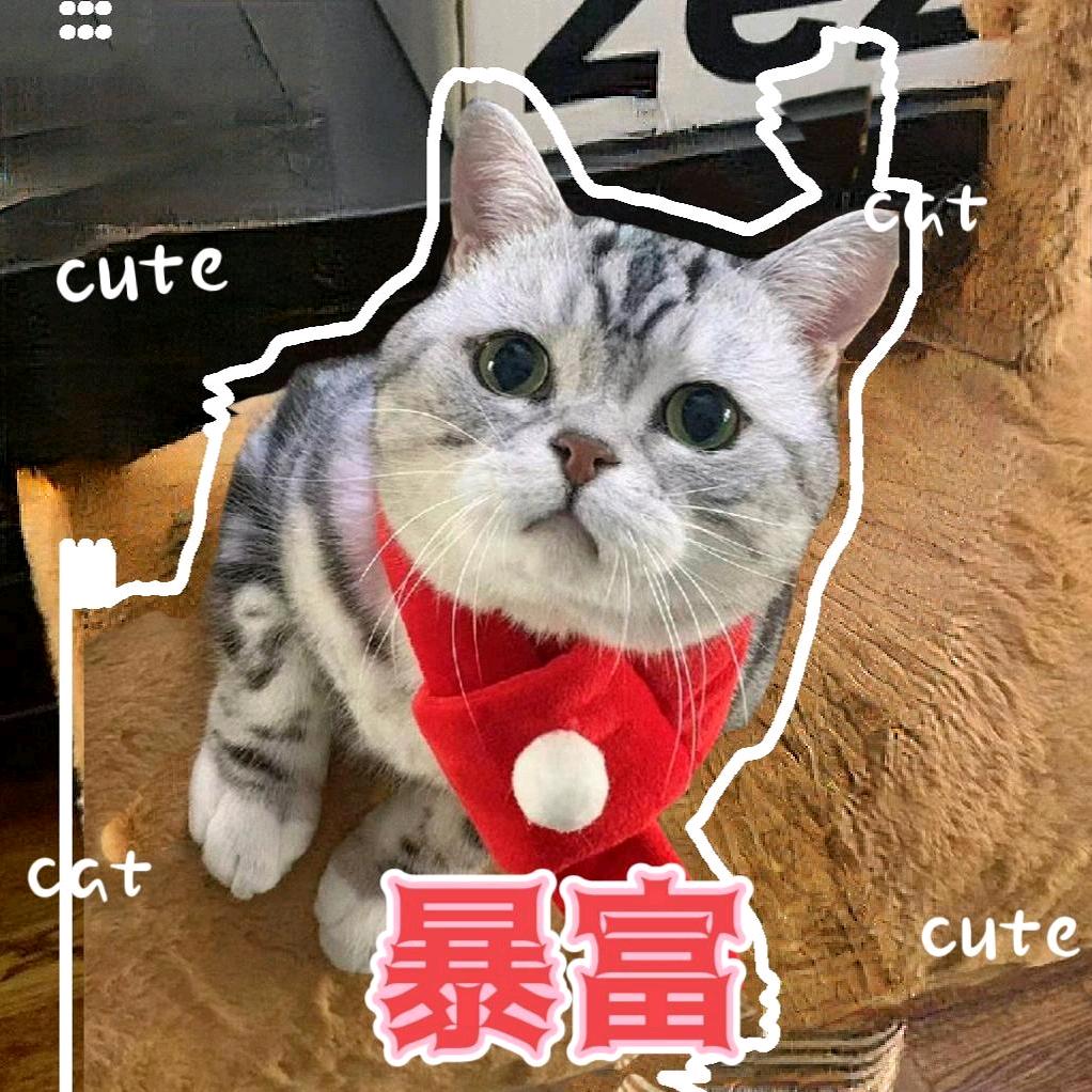 海绵的小暴富🐱
