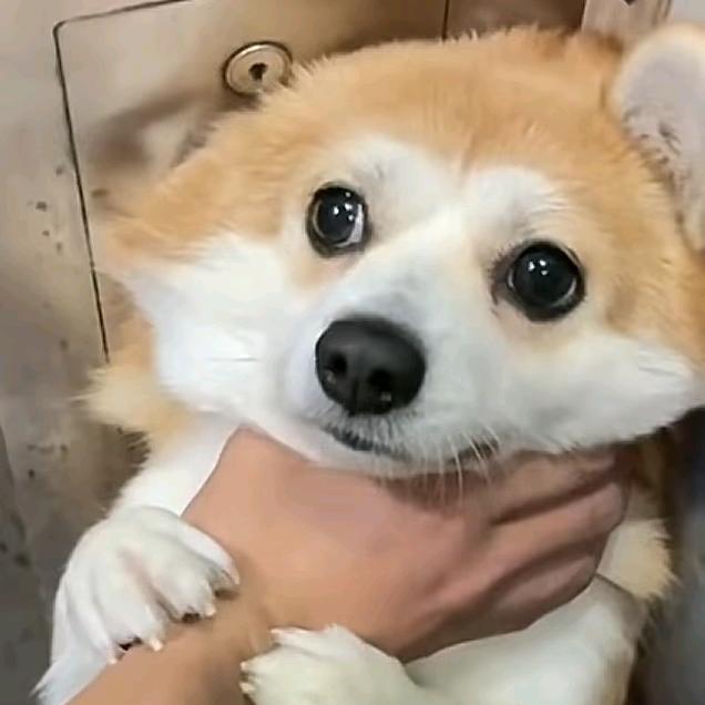 BB小饼🍪
