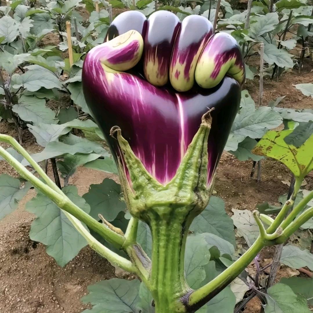 爱数猫猫脚趾头