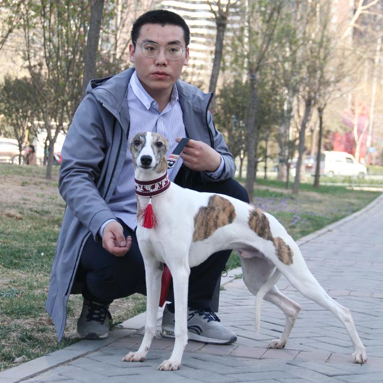 战狼犬舍赛犬用品