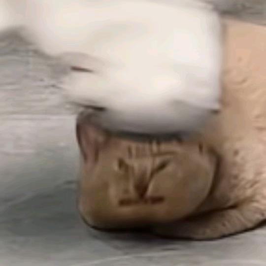锡城龟速王