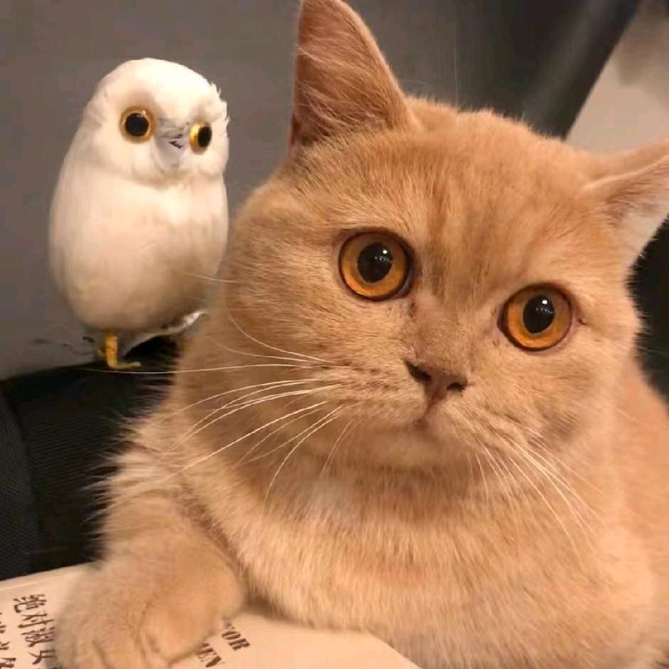 雅致.
