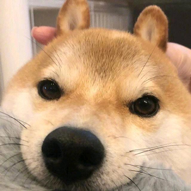 橘十六