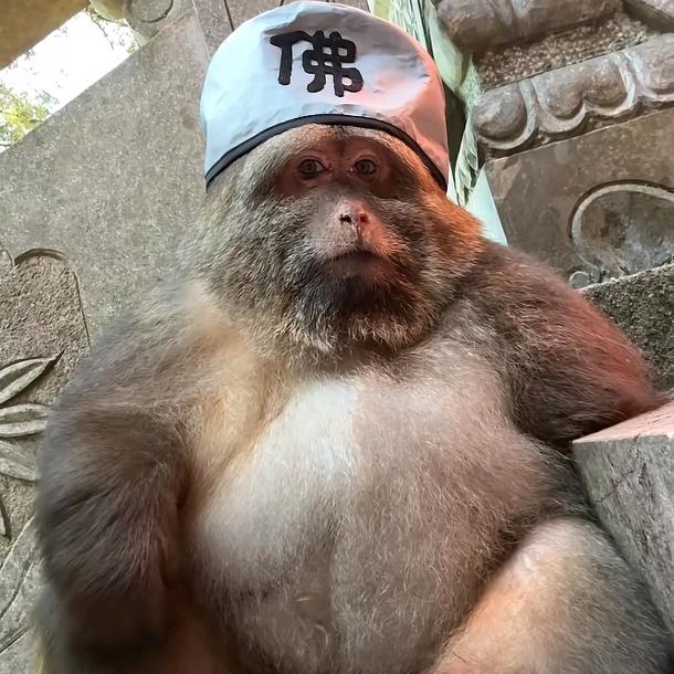 像风一样自由