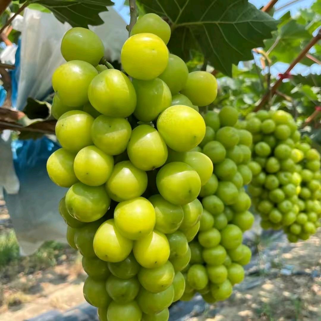 然悦喜赫尘花果树苗木专卖店