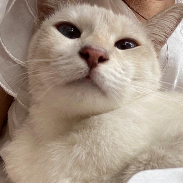 🌈抹茶星冰乐.