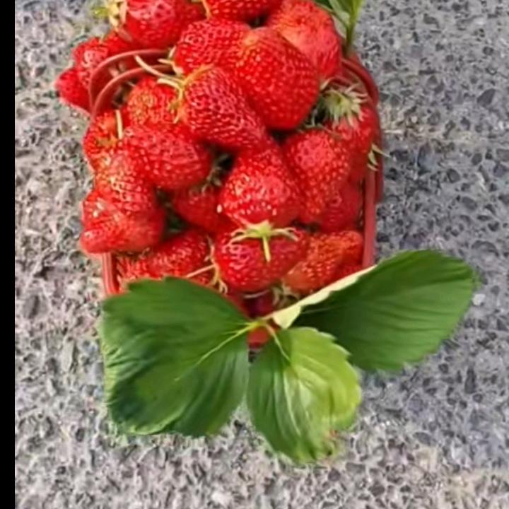 余师傅草莓🍓采摘，霸天