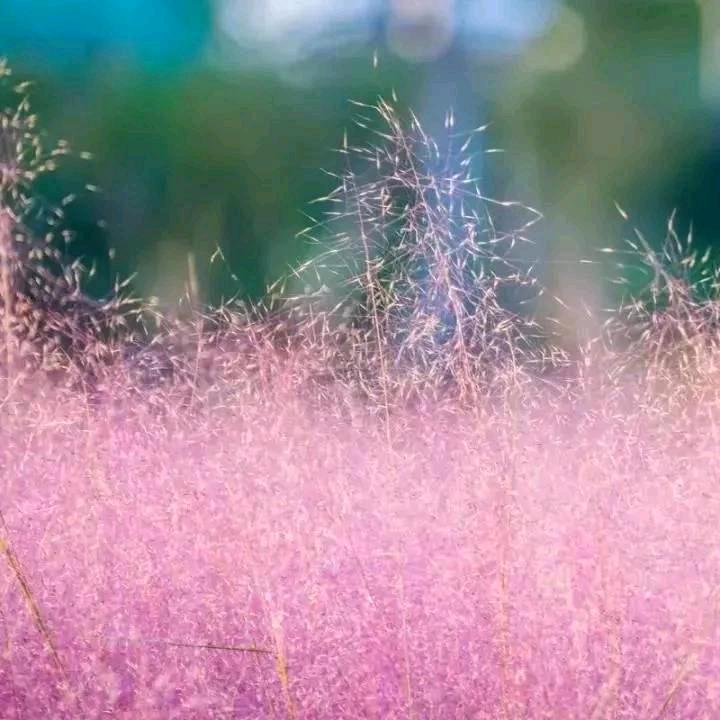 小群总~直播小号