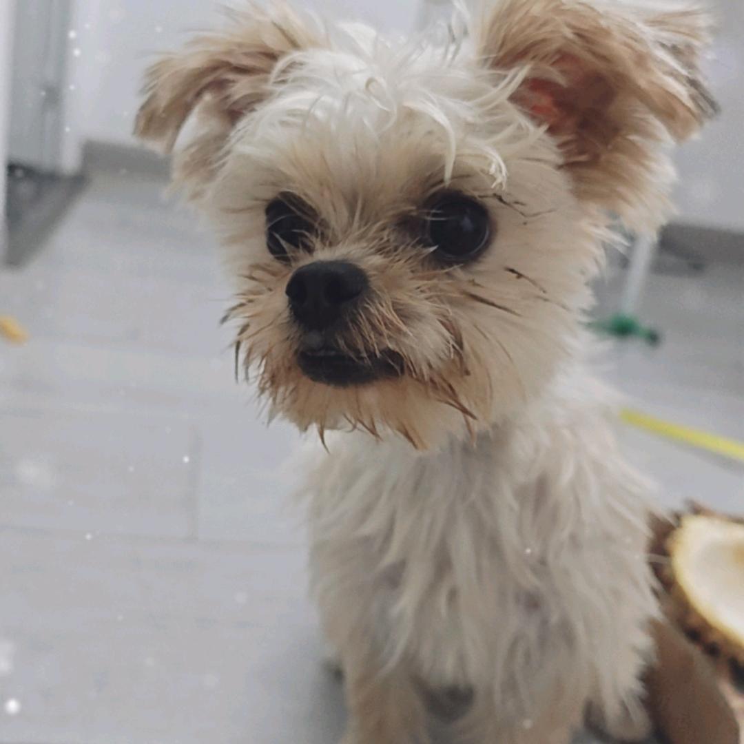 元宝是个哼唧怪