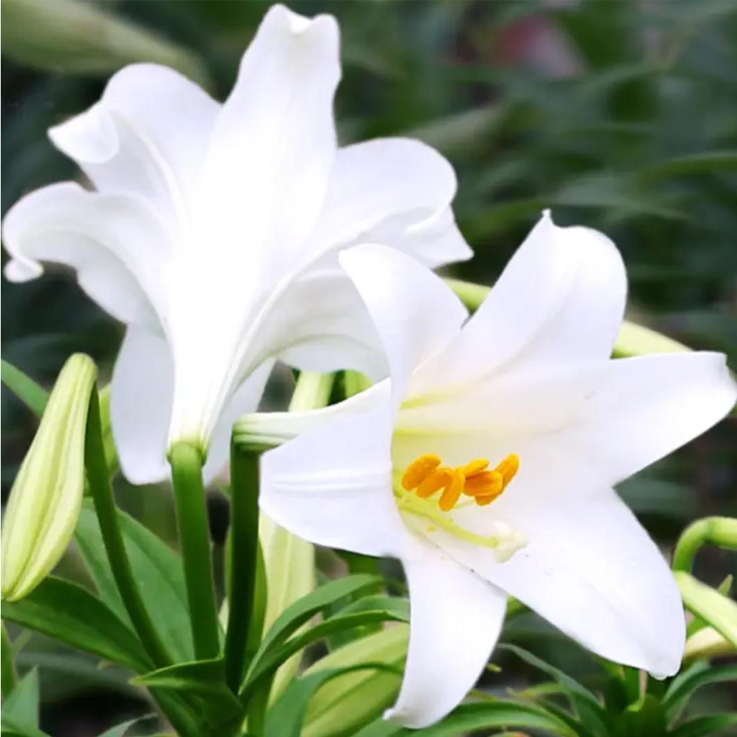 心田上的百合花