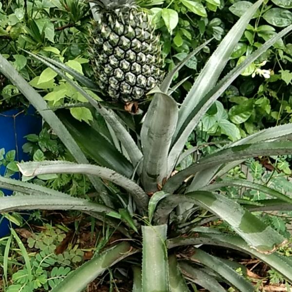 諸事皆顺
