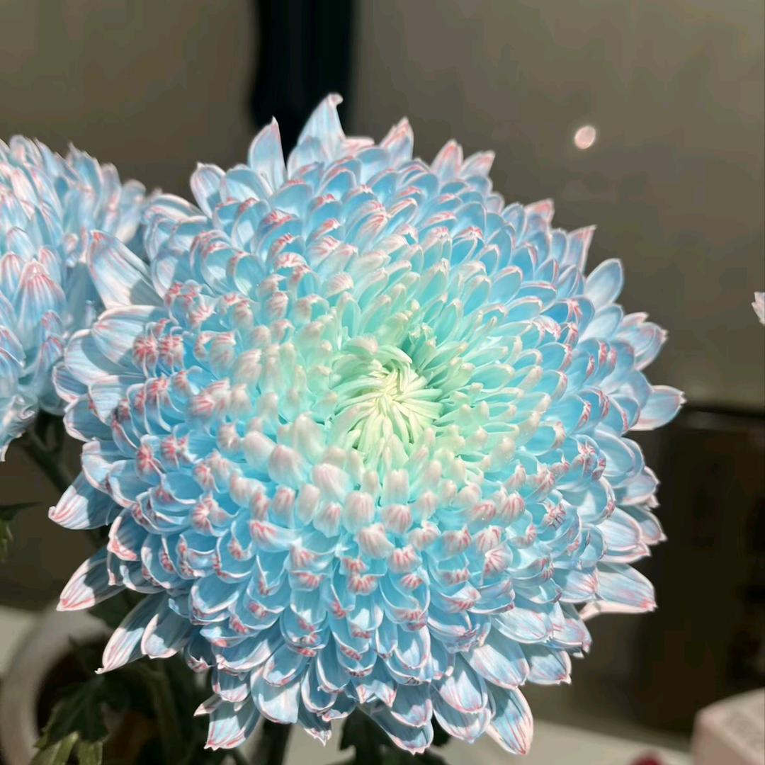 香香吖