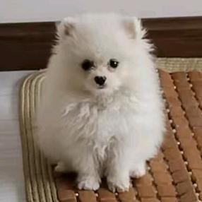 搞笑奶豆