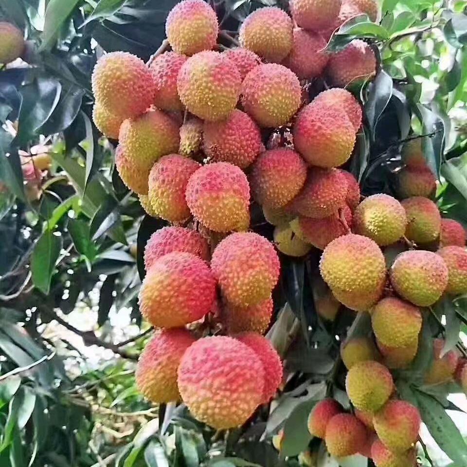 水果批发-品牌推广大使