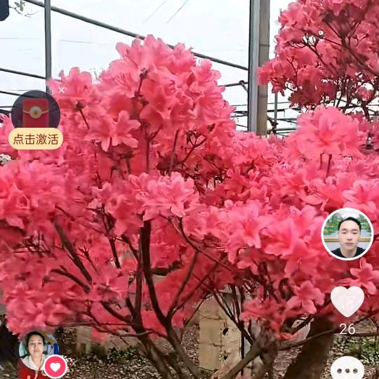 平安是福