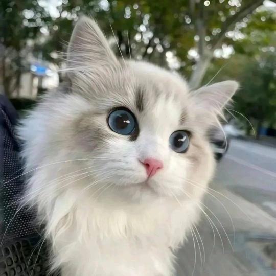 那只猫