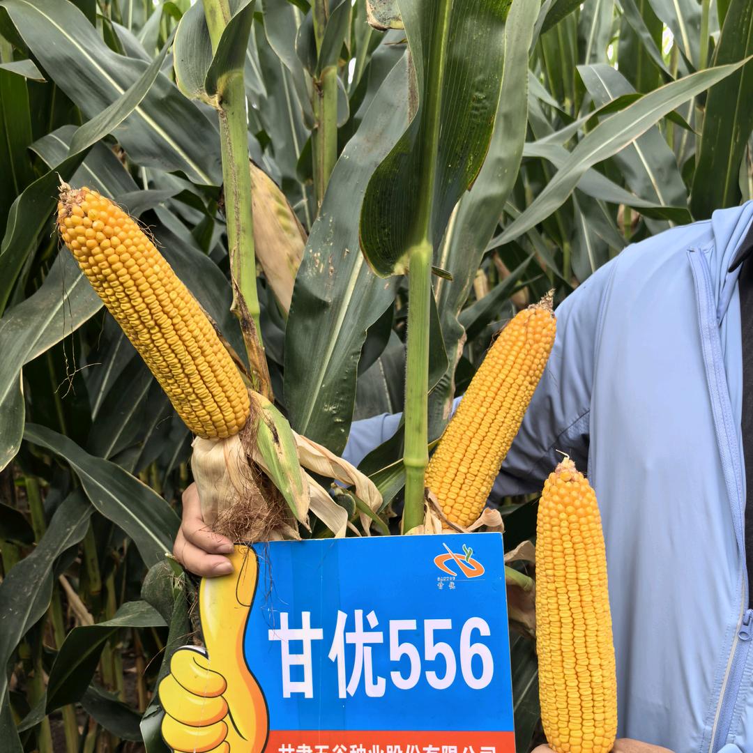 五谷种业新疆区 张清涛