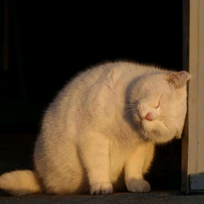 儒雅随和的明某.