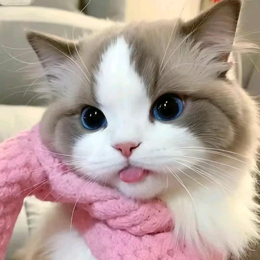 红烧肉是只猫