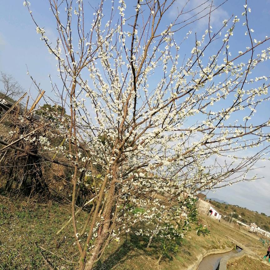 用户6522881658152凉茶