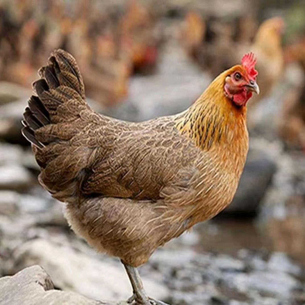 土鸡山鸡养殖场