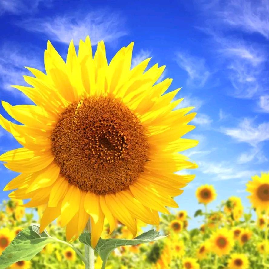 ＜绽放的向日葵＞ZF🌻