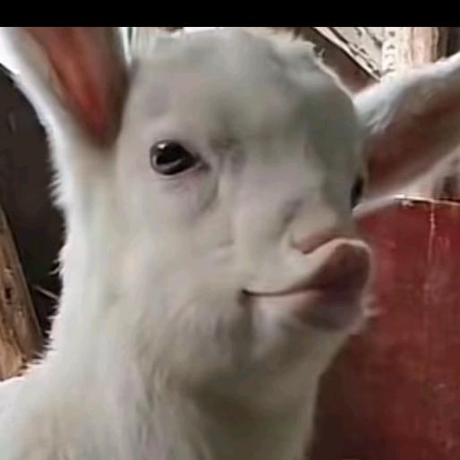 🌈爱玩狙的梵高🌈