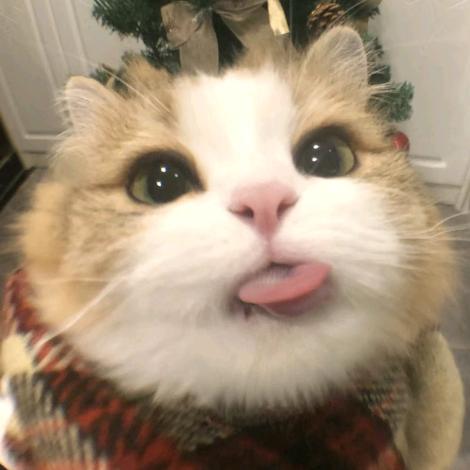 春呀！