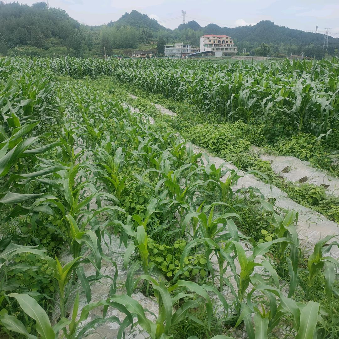 伤的很深的女人