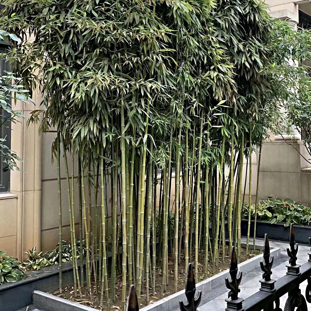 海州常山竹园店