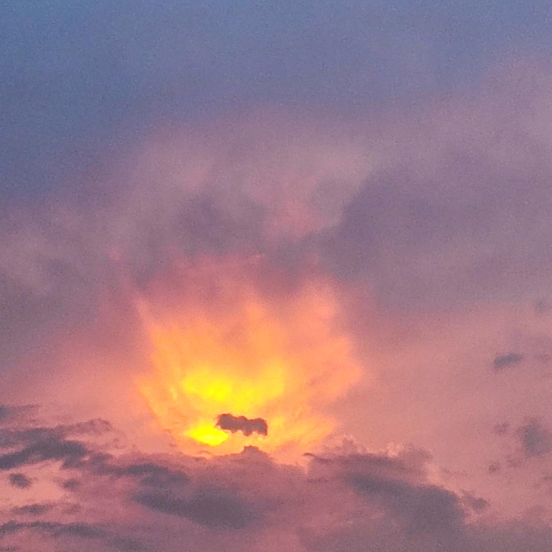 🌈向日葵🌻🌈