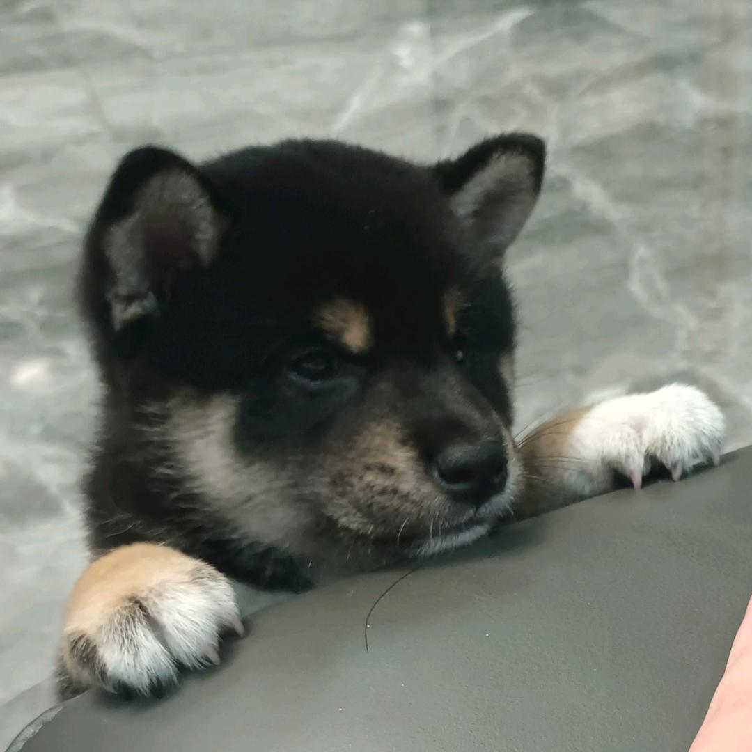 蛋包饭（流量请回家）